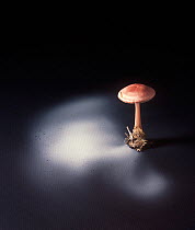 Pink mycena fungus (Mycena rosea) poisonous, showing spore dispersal pattern over 24 hours on black card