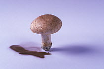 Cultivated mushroom (Agaricus bisporus) edible,  showing spore dispersal pattern over 24 hours on white card