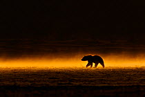 Grizzly Bear (Ursus arctos) on the move in late evening light after heavy rain. Alaska, USA, June.
