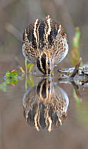 Snipe (Gallinago gallinago) drinking from a pool. Wales, UK, January.