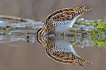 Snipe (Gallinago gallinago) drinking from a pool. Wales, UK, January.