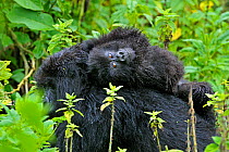 Mountain Gorilla (Gorilla beringei) infant riding on its mother's back. Rwanda, Africa