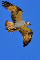 Osprey (Pandion haliaetus) in flight. Wales, UK, April.