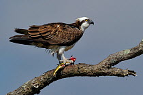 Osprey (Pandion haliaetus) perched on a branch with its fish prey. Wales, UK, April.
