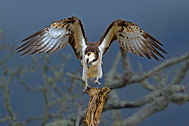 Osprey (Pandion haliaetus) landing on a branch. Wales, UK, March.