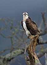 RF- Osprey (Pandion haliaetus) perched on a dead branch. Wales, UK, March. (This image may be licensed either as rights managed or royalty free.)