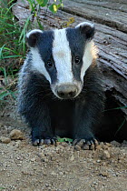 Young European Badger (Meles meles) emerging from its sett. Controlled conditions. UK, Europe, June.
