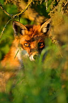 European Red Fox (Vulpes vulpes) seen through undergrowth. UK, Europe, June.
