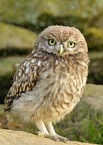 Portrait of a juvenile Little Owl (Athene noctua). Wales, UK, June.