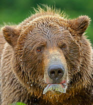 Grizzly Bear (Ursus arctos horribilis) portrait with salmon tail sticking from its mouth. Katmai, Alaska, USA, August.