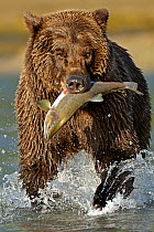 Grizzly Bear (Ursus arctos horribilis) walking through water with caught salmon in its mouth. Katmai, Alaska, USA, August.