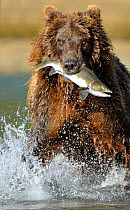Grizzly Bear (Ursus arctos horribilis) with caught salmon. Katmai, Alaska, USA, August.
