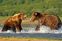RF- Grizzly Bear (Ursus arctos horribilis) male (right) and female fighting in water over salmon. Katmai, Alaska, USA, August. (This image may be licensed either as rights managed or royalty free.)
