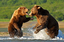 Grizzly Bear (Ursus arctos horribilis) male (right) and female fighting in water over salmon. Katmai, Alaska, USA, August.