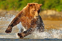 Grizzly Bear (Ursus arctos horribilis) chasing through water after salmon. Katmai, Alaska, USA, August.