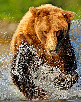 Grizzly Bear (Ursus arctos horribilis) running through water after salmon. Katmai, Alaska, USA, August.