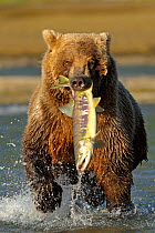 Grizzly Bear (Ursus arctos horribilis) with a large salmon in its mouth. Katmai, Alaska, USA, August.