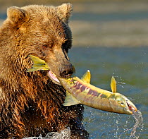 Grizzly Bear (Ursus arctos horribilis) thrashing a large caught salmon. Katmai, Alaska, USA, August.
