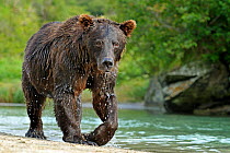 Grizzly Bear (Ursus arctos horribilis) walking by a river, dripping water. Katmai, Alaska, USA, August.