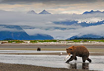 Grizzly Bear (Ursus arctos horribilis) with caught salmon, another bear more distant, with mountains backing the scene. Katmai, Alaska, USA, August.
