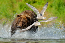 Grizzly Bear (Ursus arctos horribilis) chasing gulls away from his salmon hunting territory. Katmai, Alaska, USA, September.
