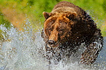 RF- Grizzly Bear (Ursus arctos horribilis) chasing through water after salmon. Katmai, Alaska, USA, September. (This image may be licensed either as rights managed or royalty free.)