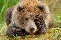 Portrait of a Grizzly Bear (Ursus arctos) cub with paw over face. Katmai, Alaska, USA, September. Not available for ringtone/wallpaper use.
