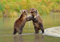Grizzly Bear (Ursus arctos horribilis) cubs playing by a river. Katmai, Alaska, USA, September.