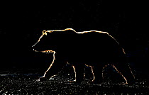 Silhouetted Grizzly Bear (Ursus arctos horribilis) walking. Katmai, Alaska, USA, September.