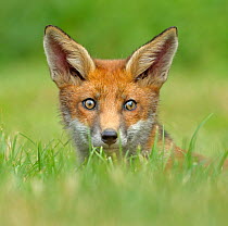 Red Fox (Vulpes vulpes) cub seen over grass. Controlled conditions. UK, Europe, July. Not available for ringtone/wallpaper use.