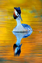 Great Crested Grebe (Podiceps cristatus) on water. Wales, UK, Europe, June.