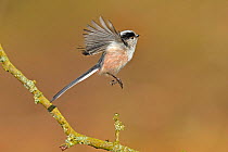 Long Tailed Tit (Aegithelos caudatus) taking off from a twig. Wales, UK, Europe, February.