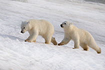 Two Polar Bear (Ursus maritimus) new year cubs (6 months). Svalbard, Norway, Europe, February.