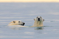 Two Polar Bears (Ursus maritimus) swimming. Svalbard, Norway, Europe, February.
