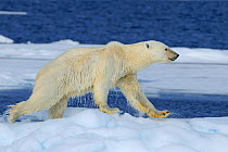 Polar Bear (Ursus maritimus) climbing out of water onto ice. Svalbard, Norway, Europe, February.