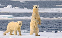 Polar Bear (Ursus maritimus) mother standing on hind legs, and cub (18 months old). Svalbard, Norway, Europe, February.