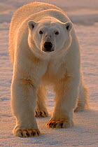 Polar Bear (Ursus maritimus) large male on pack ice. Svalbard, Norway, Europe, February.