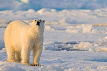 Polar Bear (Ursus maritimus) big male on pack ice. Svalbard, Norway, Europe, February.