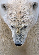 close up portrait of a Polar Bear (Ursus maritimus), about three year. Svalbard, Norway, Europe, February.