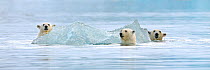 Polar Bear (Ursus maritimus) mother and two cubs playing around iceberg. Svalbard, Norway, Europe, February.