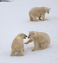 Polar Bear (Ursus maritimus) mother watching cubs playing. Svalbard, Norway, Europe, February.