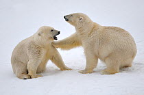 Polar Bear (Ursus maritimus) mother and cub playing. Svalbard, Norway, Europe, February.
