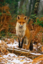 European Red Fox (Vulpes vulpes) adult in woodland. UK, Europe, winter.