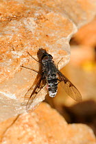 Bee Fly (Anthrax leucogaster) sunbasking on limsetone rock. Zadar province, Croatia, July.
