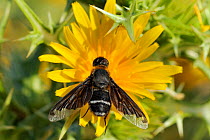 Bee Fly (Hemipenthes velutina) feeding from Spiny Sow Thistle (Sonchus asper) flower. Zadar province, Croatia, July.