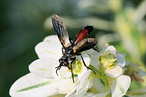 Parasite Fly / Tachinid Fly (Cylindromyia intermedia) feeding on Variegated Spurge (Euphorbia marginata) flowers. Lesbos / Lesvos, Greece, August.