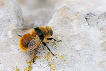 Deer Botfly / Nasal Botfly (Cephenemyia stimulator) male waiting for females on a rock. Mount Vogel, 1800m, Bohinj, Slovenia, July.