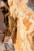 Egyptian Locust / Egyptian Grasshopper (Anacridium aegyptium) sunbasking on limestone rock. Zadar province, Croatia, July.