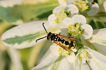 Potter Wasp (Eumenes sp.) on Variegated Spurge (Euphorbia marginata) flowers. Lesbos / Lesvos, Greece, August.