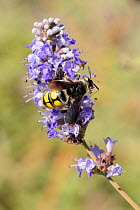 Hairy Flower Wasp (Colpa sexmaculata) female on blue flowers. Lesbos / Lesvos, Greece, August.